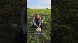 Спорим, вы никогда такое не видели😳