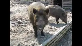 Forellenpark mit Wildschweingehege im Kleinenztal