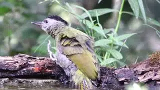 The grey-headed woodpecker (Picus canus)
