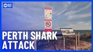 Miraculous Escape For Swimmer Bitten By Tiger Shark At Perth Beach | 10 News First