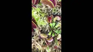 The Very Hungry Caterpillar vs Hungry Venus Flytrap.  