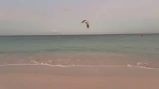 Eagle Beach Aruba 🌊 10 Hours of Calm Ocean Waves (No Music)