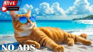 12 Hours Cat Healing Music 🐈 Cat TV 😻 Gentle Piano for Relaxation, Peaceful Sleep and Calm Cats