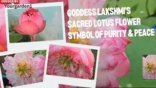 The Magical Lotus grown in my garden/Goddess Lakshmi&rsquo;s Sacred Lotus Symbol of Purity & Peaceful 🌼🍀🪷🪷