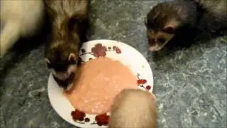 Ferret Raw Diet Day 1
