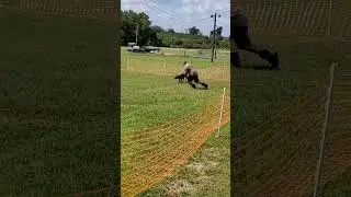 pitbull on ADBA Lure course from 2021 #dog #pitbull #americanpitbullterrier #adba
