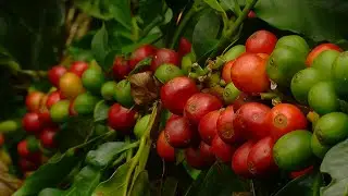 Todo sobre el café - TvAgro por Juan Gonzalo Angel