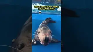 Funny Little Sea Otter Dancing😁 #SeaOtter#FunnyAnimals #CuteAnimals #AnimalVideo #FunnyVideo #Otter