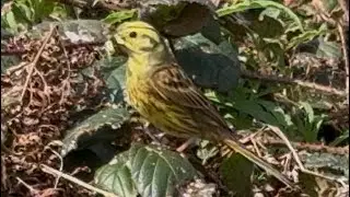 Yellowhammers and their chicks