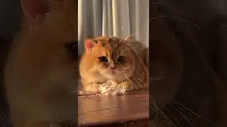 This Cat's Eating Habits Will Make Your Day! 😻🐾 #shorts