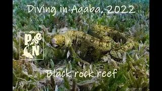 Diving in Aqaba, Jordan 2022. Black rock reef - beautiful coral garden.