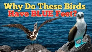 What&rsquo;s With the Feet?! The Strange Secrets of the Blue-Footed Booby