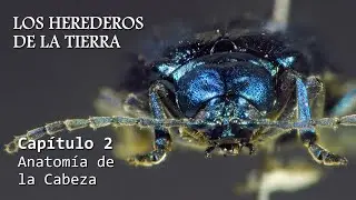 ENTOMOLOG&Iacute;A - Los Herederos de la Tierra | Cap. 2: Anatom&iacute;a de la Cabeza #insectos #anatom&iacute;a