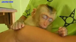 Baby Monkey, Mom Take Care Baby Monkey Nina Sleep Routine