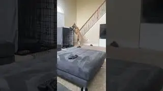 No hiding places are safe from this Great Dane