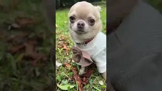 #chihuahua #puppy #cute #pets #продамщенкачихуа #love #doglove #chohuakennel#питомникчихуа#