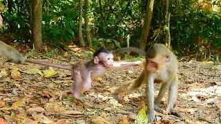 Mom Brinn not allow her baby Bobby playing with little monkey
