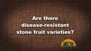 Q&A &ndash; Are there disease resistant stone fruits?