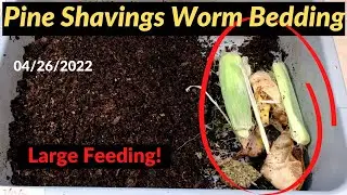 Pine Shavings Worm Bin - Large Feeding 04/26/2022