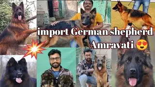 German shepherd 😍 | wealp import dog 🏆 || अमरावती मे पहेला वैल्प इंपोर्ट डॉग | @ashishpetsworld