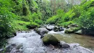 Refresh your night with gentle flowing river stream beneath daylight trees for calm deep sleep