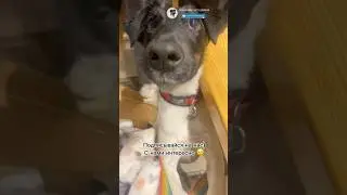 Рокси отдыхает, пьет джуус🧃🔥#фокси_рокси #собака #dog #питомец #топ #животные #pets #top #shorts