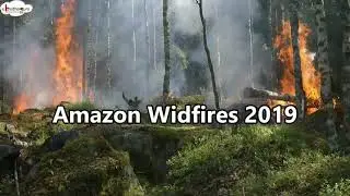 Environmental facts Amazon forest fires - 2019