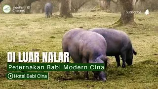 Modern and Advanced Pig Farms in China Resemble Five-Star Hotels