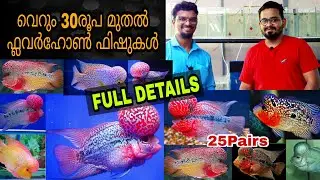 വെറും 30രൂപ മുതൽ flowerhorn ഫിഷിനെ മേടിക്കാം || Flowerhorn Farm || Fish Farm Malayalam||Farm Stories