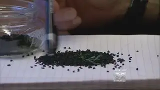 2 Investigators: More Research Raises Concerns About Crumb Rubber