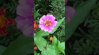 A mix of flowers 🌺 🌸 Marigolds mix sunflower 🌻 #garden #kwazulunatal #morninginspiration #flowers