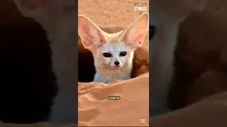 Fennec foxes dig complex burrows to escape the harsh desert heat #fennecfox #fyp #desertfox #foryou