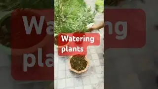 How Plants Drink Water (The Science of Roots)