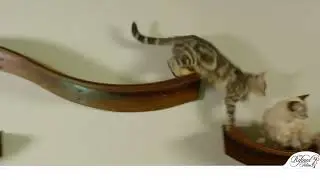 Modern Lotus Cat Shelves from The Refined Feline. 30 Second Spot.