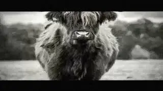 Yacs, but lots  (Music Video)