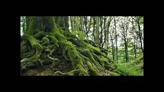 MILE buzejic  hysterical  Smile Of Nature