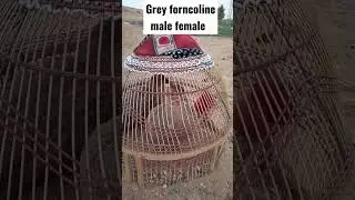 greyforncoline male female &hearts;️#shorts #youtubeshorts #greyfrancolin #greyfrancolinvoice #popular