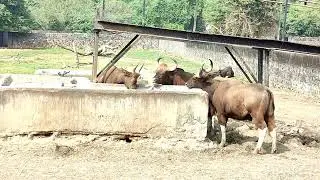 Indian Gaur Eating Food🍲 🥦🥕🌽vegetarian #wildlifevideography #trending #videos #plslikesubscribe 
