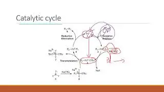 The Suzuki Reaction