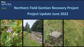 Northern Gentian Project Update 2023