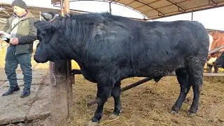 24 01 2026 МОЛБОЗОРИ ХУЧАНД ХУДЖАНД ШАНБЕ БОЗОР ТОЖИКИСТОН mol bozor 