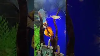 Calming Fish video - Assorted Discus Fish (Big Al's) - Upbeat, Mellow, Chill and Relaxing Music