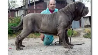 Dal Molosso al Mastino