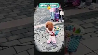 Smart Dog IQ Prt8 #dogiq