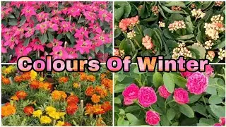 Most beautiful winter season flowers /Most Easy to Grow Winter Flowers / Low maintenance Flowers 