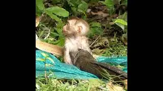 Impossible!! how can a snakehead fish eat a baby monkey?