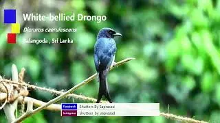 White-bellied Drongo (Dicrurus caerulescens)