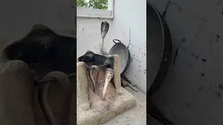 #snakebite #snakevideo #wildliferescue #snake #viral @Panchal_Ji_Snake_Expert ​⁠ #shorts