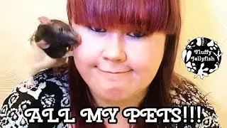 🐭 Meet My Animal Family 🐹 All My Pets 2019 🐉