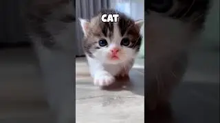 How animals see the world 🌎 #animals #shorts #cat
